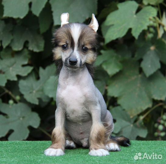 Голыши китайчики