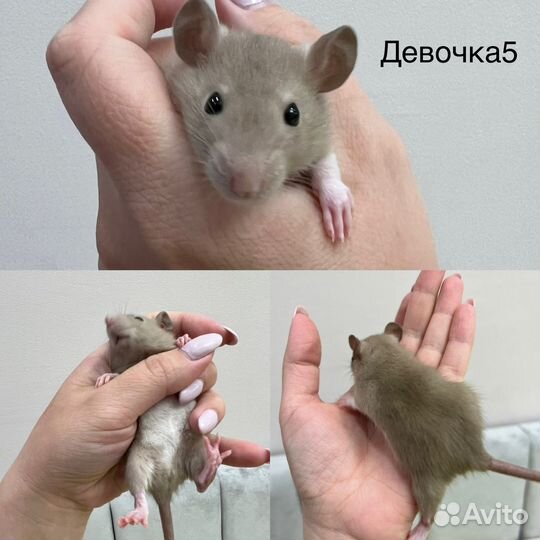 Декоративная крыса