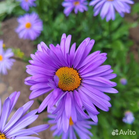 Многолетние сине-бирюзовые цветы