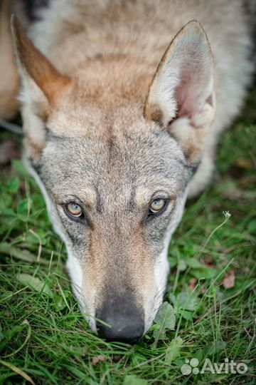 Чехословацкий волк, чехословацкая волчья собака