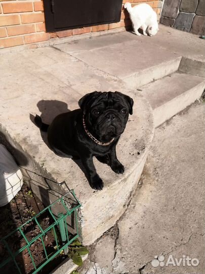 Мопс вязка мальчик