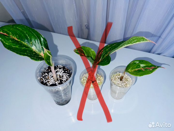 Аглаонема батерфляй