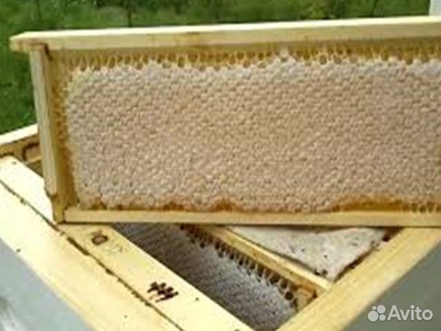 Мед 2024 года Алтайский оптом