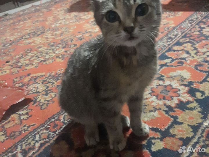 Шотландская