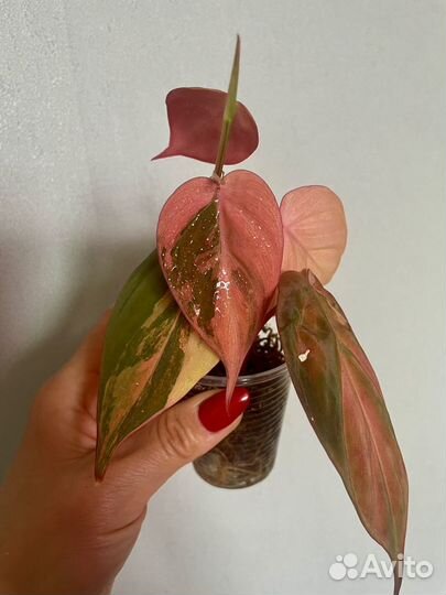Филодендрон Микас мультиколор