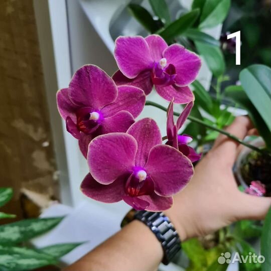 Орхидея фаленопсис сакура