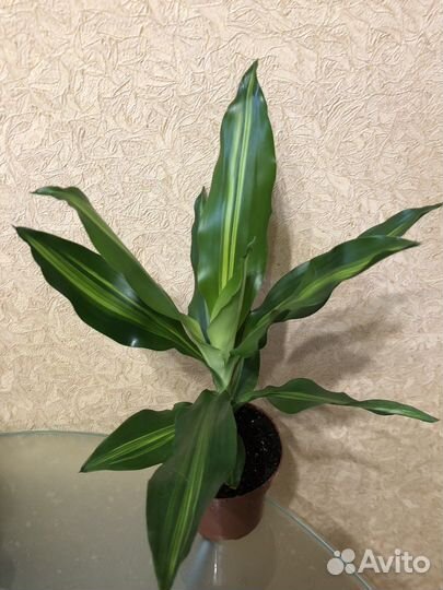 Хамидорея. Драцена,Маранта, вриезия солейролия