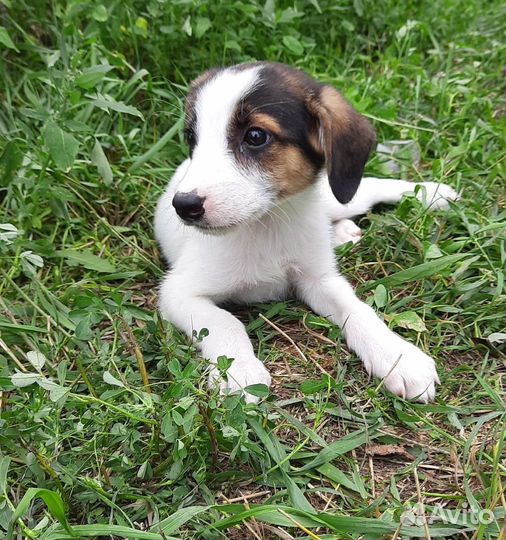 Щенкам приюта нужны ответственные хозяева