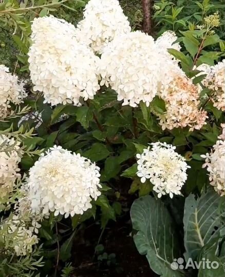 Гортензия метельчатая Фантом