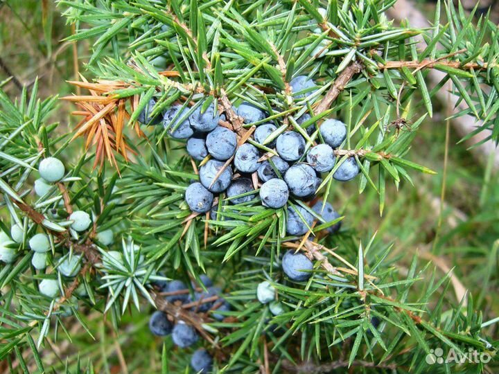 Можжевельник, разные виды, семена