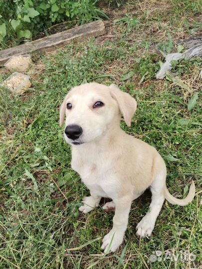 Собаки бесплатно в добрые руки щенки