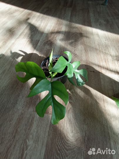 Монстера Минима