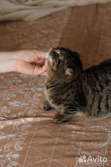 Кошечка в добрые руки