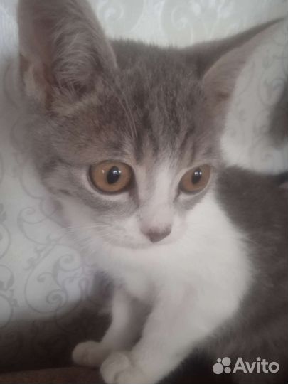 Котята шотланские