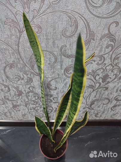 Сансевиерия взрослое растение