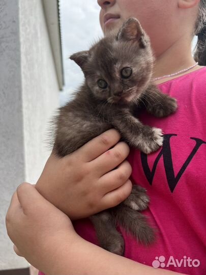 Британский котенок