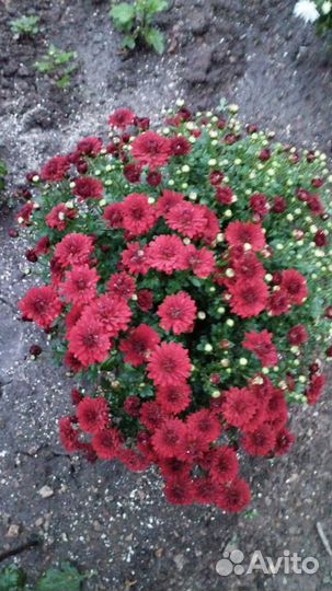 Хризантемы зимующие