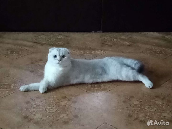 Коты для вязки