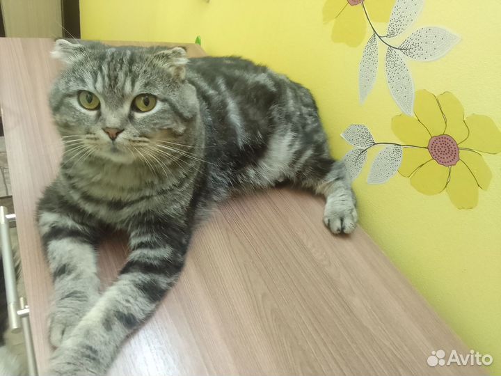 Кот в добрые руки