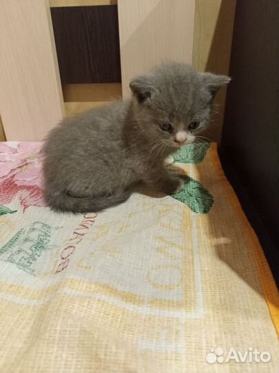 Котята мальчики