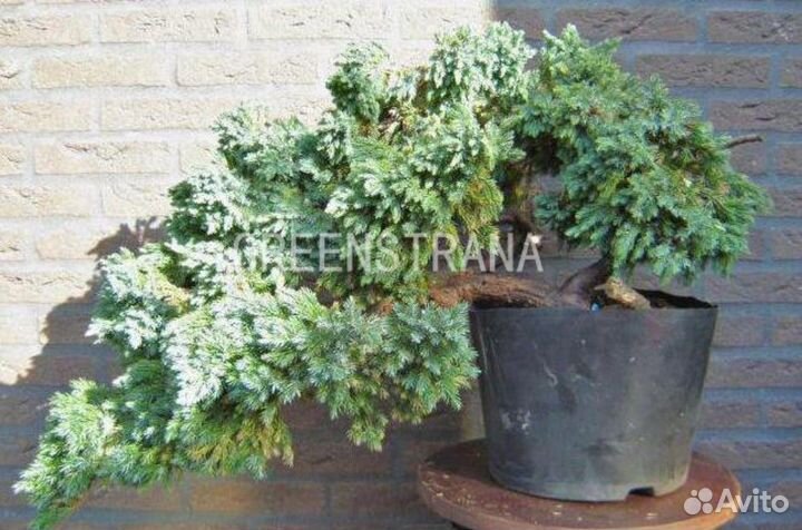 Саженцы Можжевельник обыкновенный Мейер (Juniperu