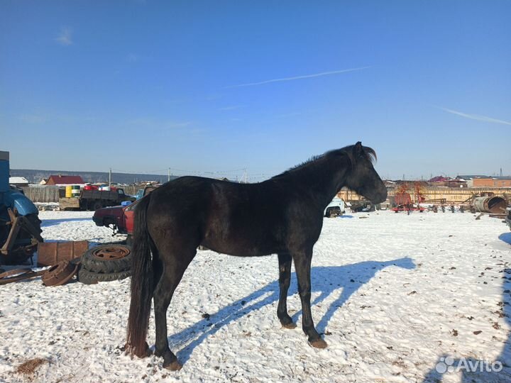Продам лошадь