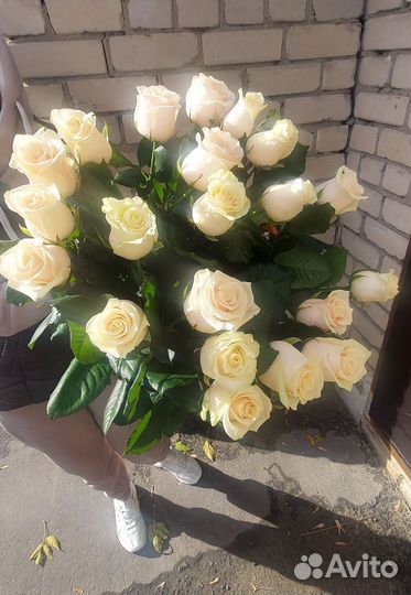Розы 220