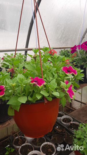 Продам рассаду