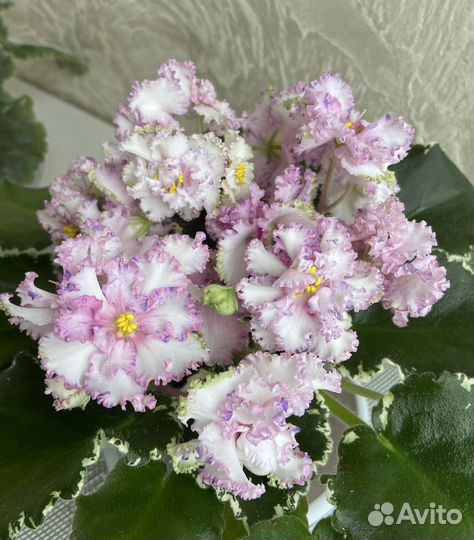 Фиалки сортовые пестролистники