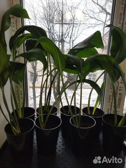 Эухарис амазонская лилия