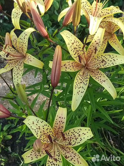 Лилии с цветком