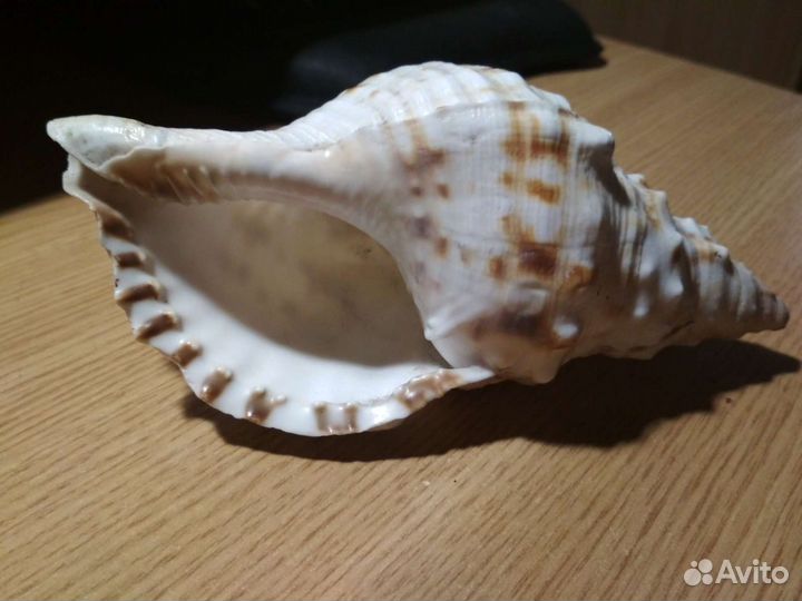 Ракушка морская за 2 штуки