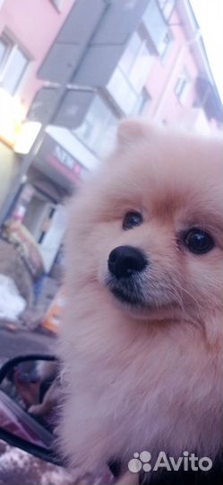 Померанский шпиц вязка кобель