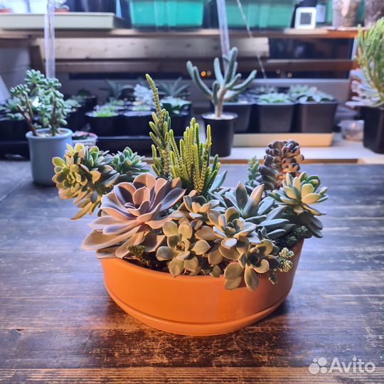 Композиция в терракотовом горшке диаметром 18 см