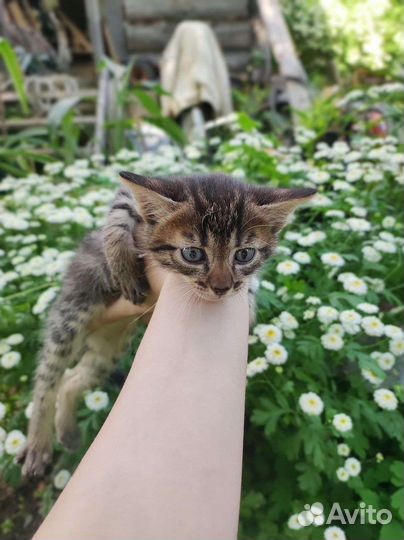 Котята в добрые руки бесплатно