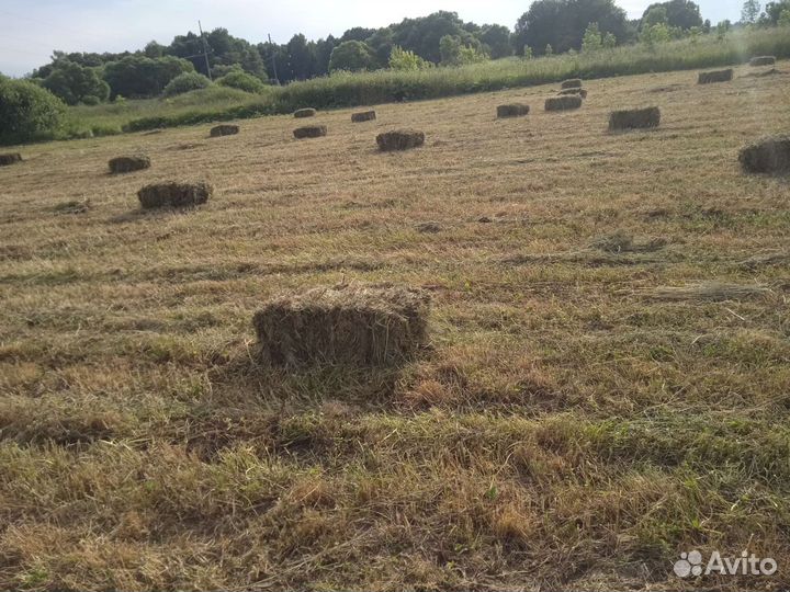 Сено в тюках