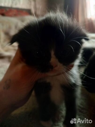 Котята месяц