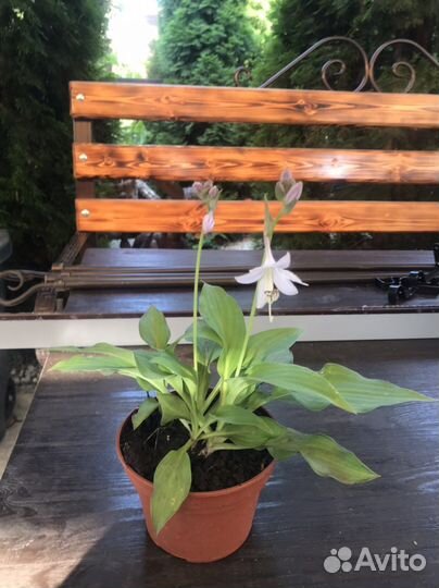 Хоста в горшочке