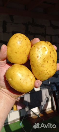 Продам картофель оптом