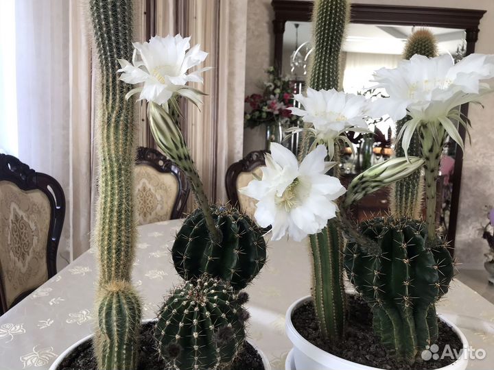 Кактус цветущий