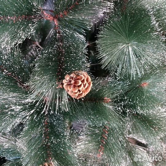 Сосна заснеженная зеленая