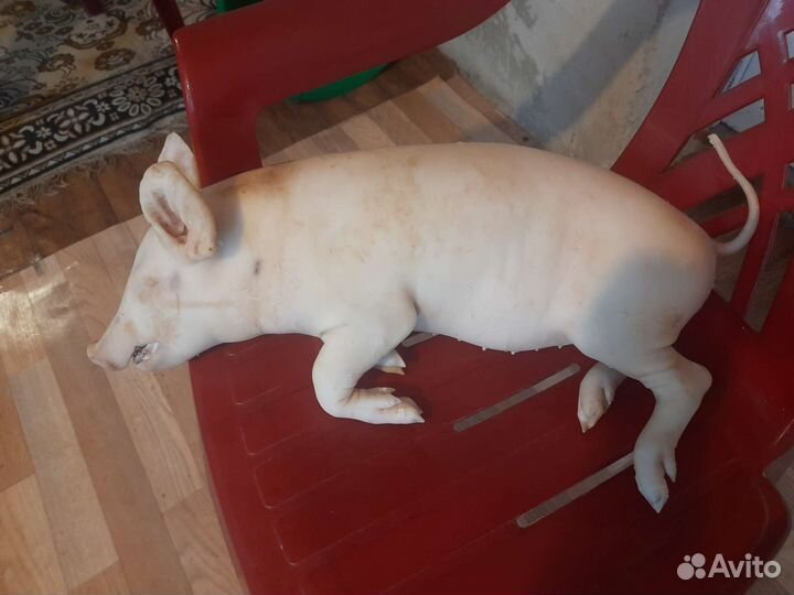 Молочные поросята продукты