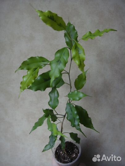 Фикусы бенджамина и эластика блэк