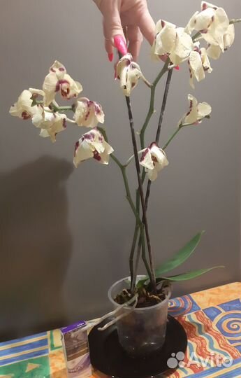 Орхидеи много