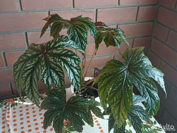 Бегония Грифон