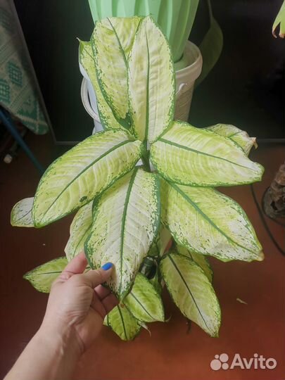 Диффенбахия