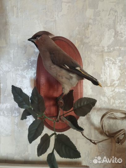 Чучело совы