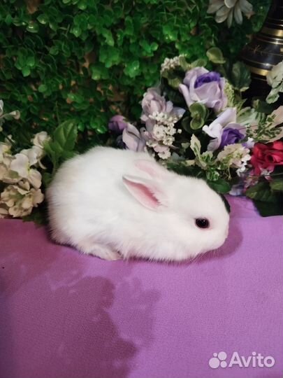 Ручные карликовые кролики без посредников