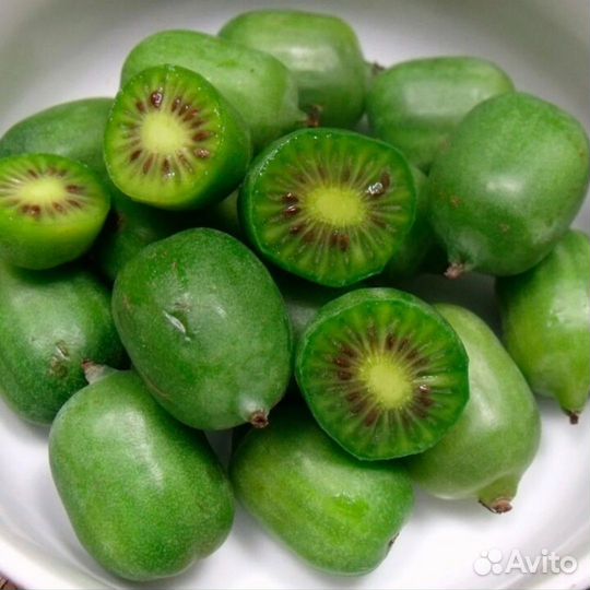 Актинидия (киви) аргута саженцы