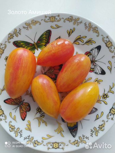 Семена помидор